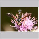 Conops flavipes - Dickkopffliege w06.jpg